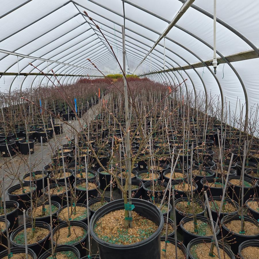 Acer shirasawanum 'Autumn Moon'