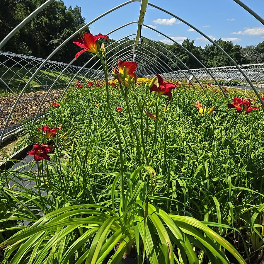 Hemerocallis 'Chicago Apache'