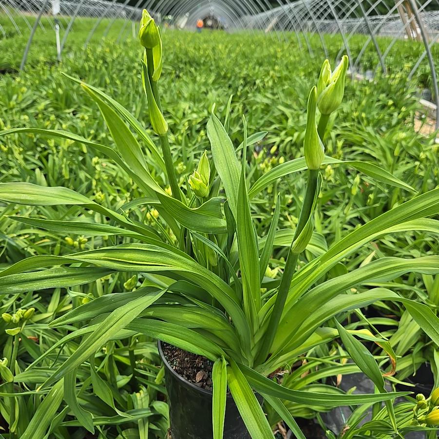 Hemerocallis Custard Candy