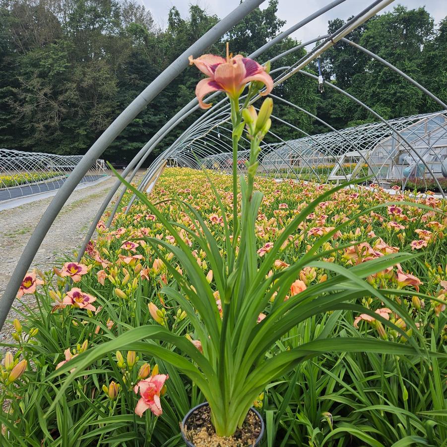 Hemerocallis Daring Deception