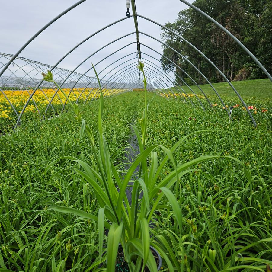 Hemerocallis Little Grapette