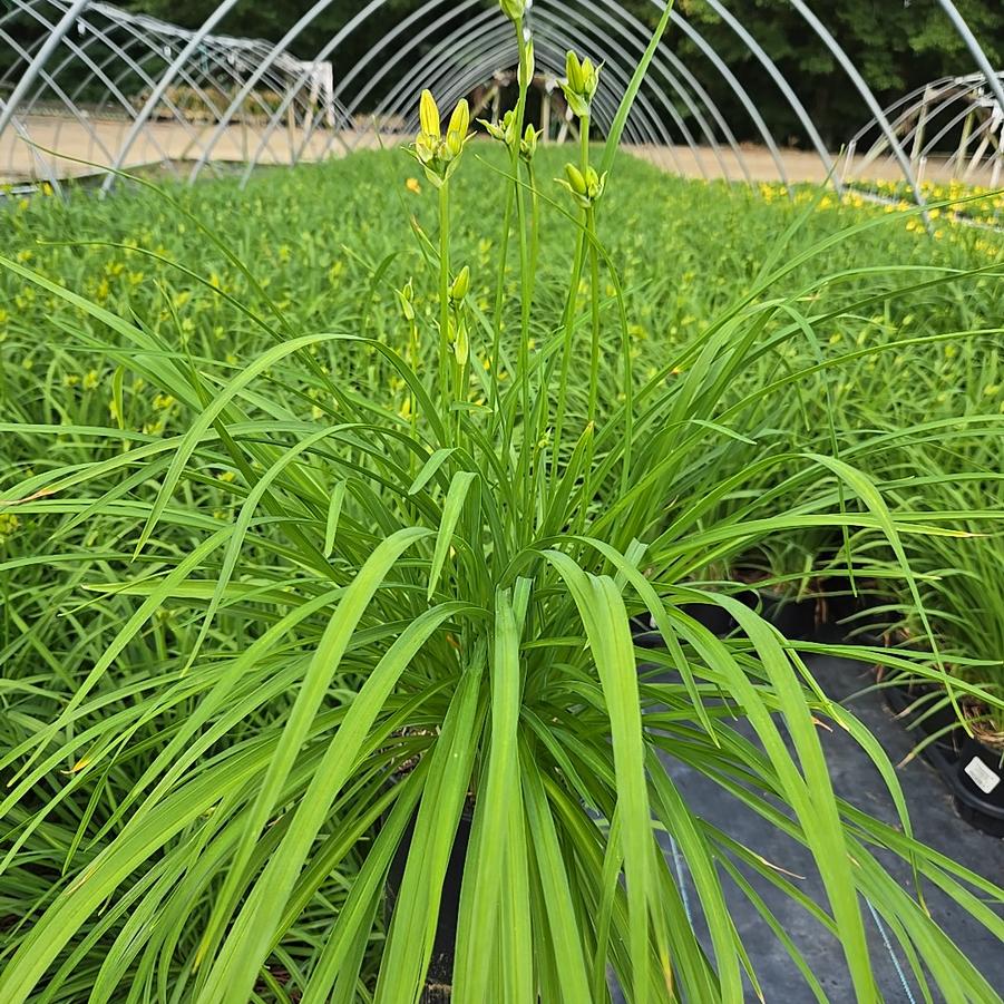 Hemerocallis Apricot Sparkles