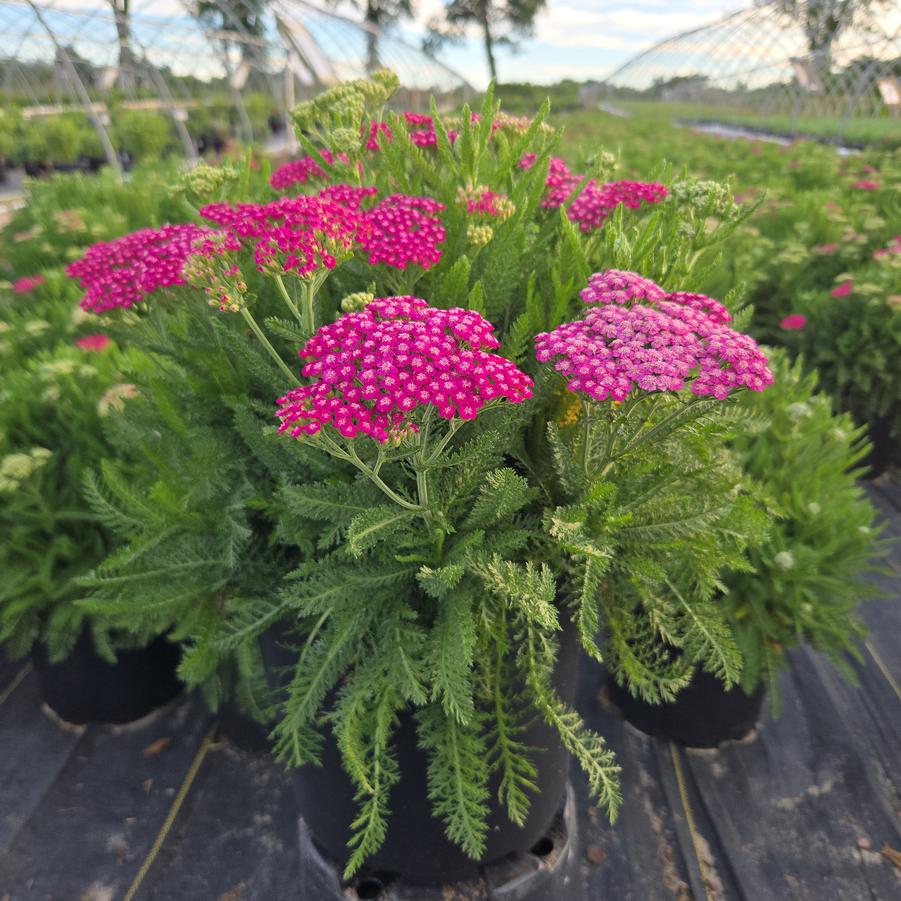 Achillea millefolium 'Pink Grapefruit'