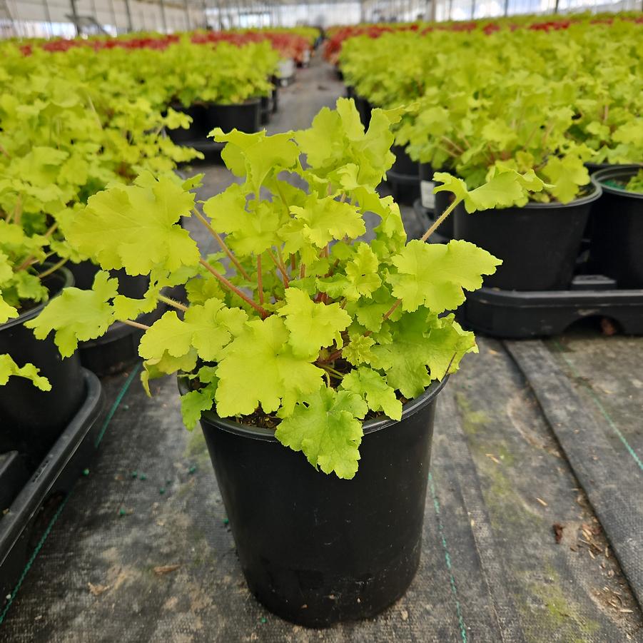 Heuchera x 'Lime Marmalade'