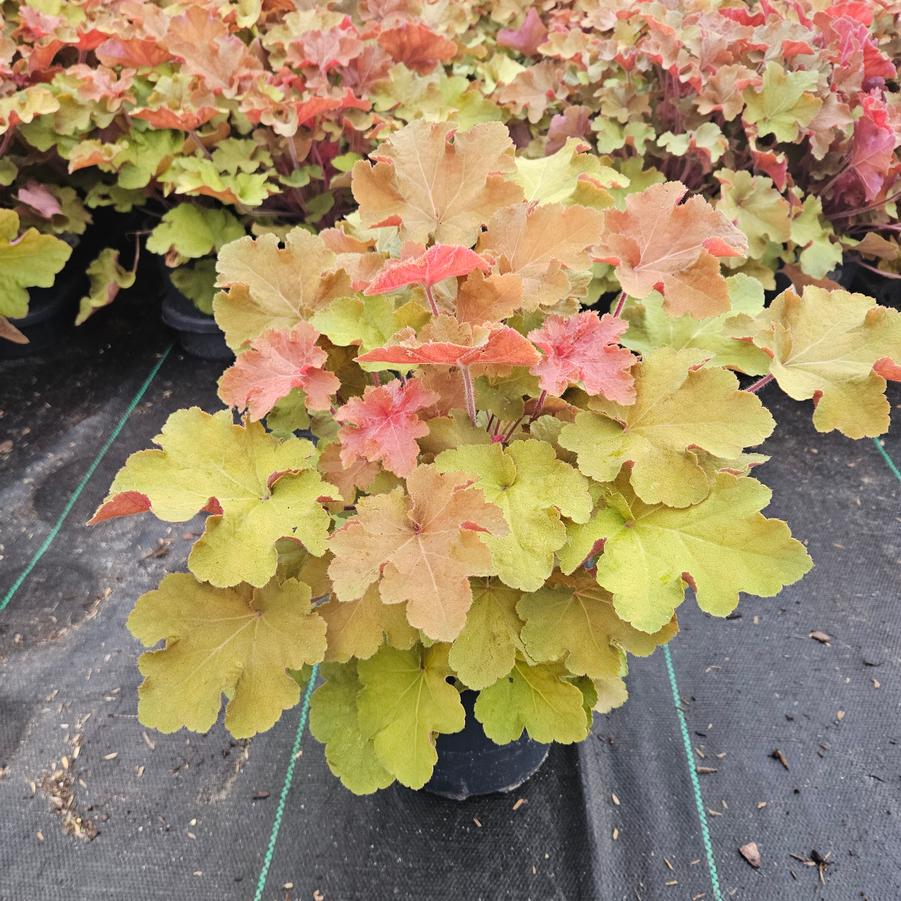 Heuchera villosa Caramel