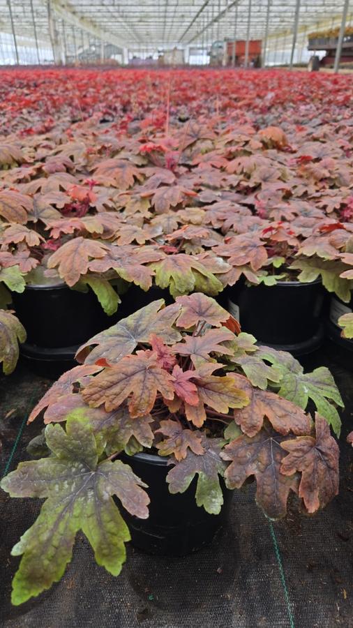 Heucherella x 'Sweet Tea'