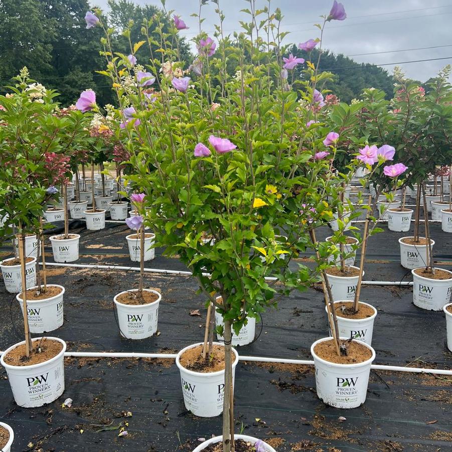 Hibiscus syriacus Lavender Chiffon®