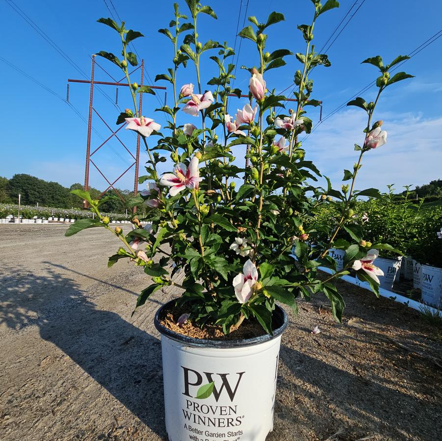 Hibiscus syriacus Lil' Kim®