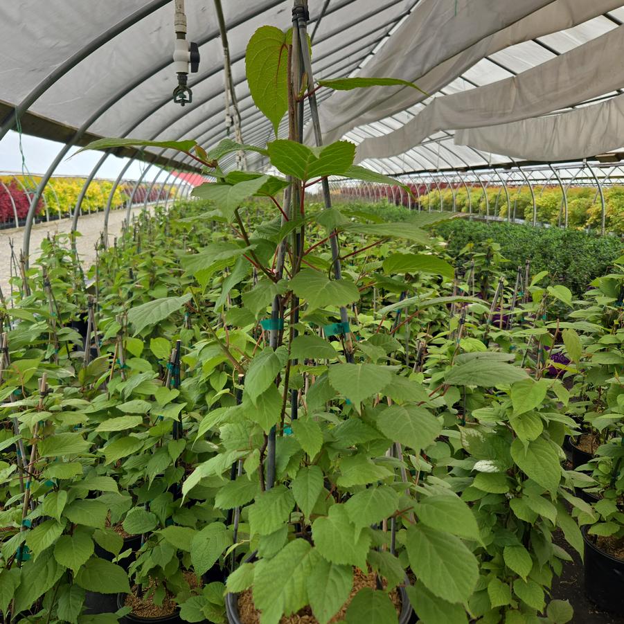 Actinidia kolomikta 'Arctic Beauty'