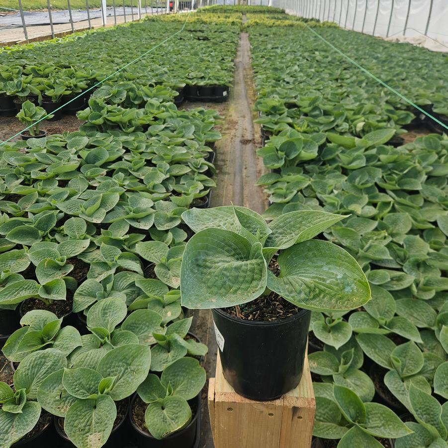 Hosta x 'Big Daddy'