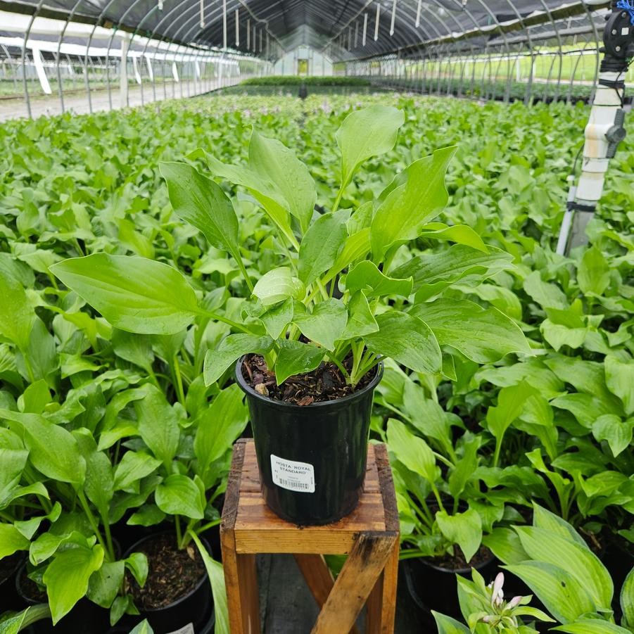 Hosta x 'Royal Standard'