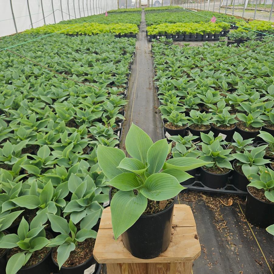 Hosta tardiana 'Halcyon'