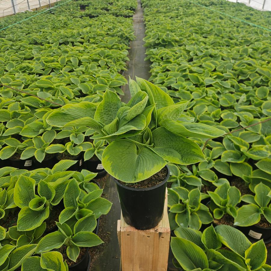 Hosta sieboldiana 'Frances Williams'