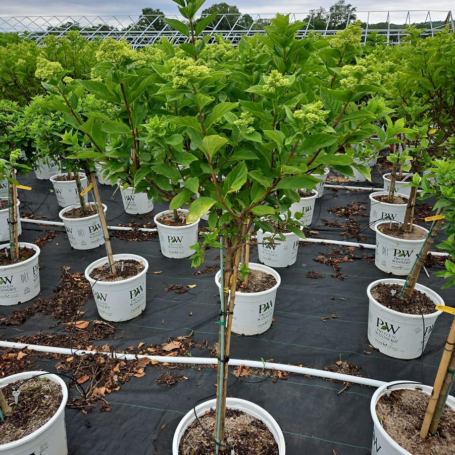 Hydrangea pan. Little Lime®