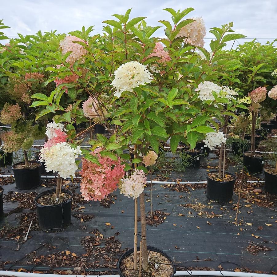 Hydrangea paniculata 'Phantom'