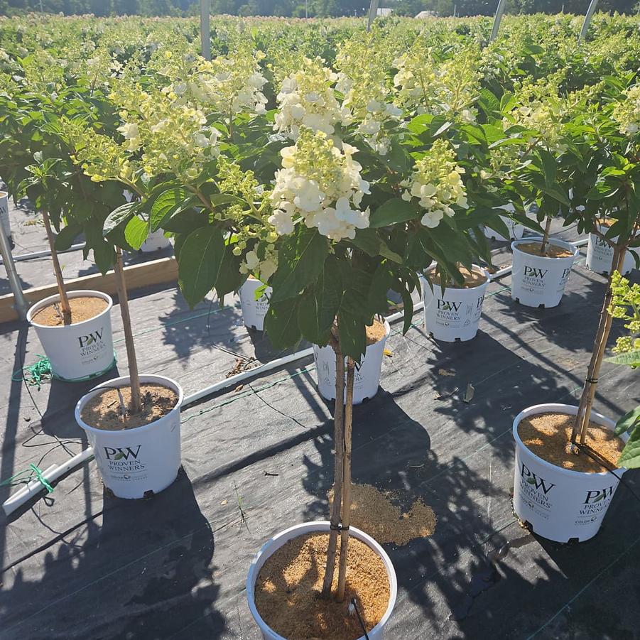 Hydrangea paniculata Pinky Winky®