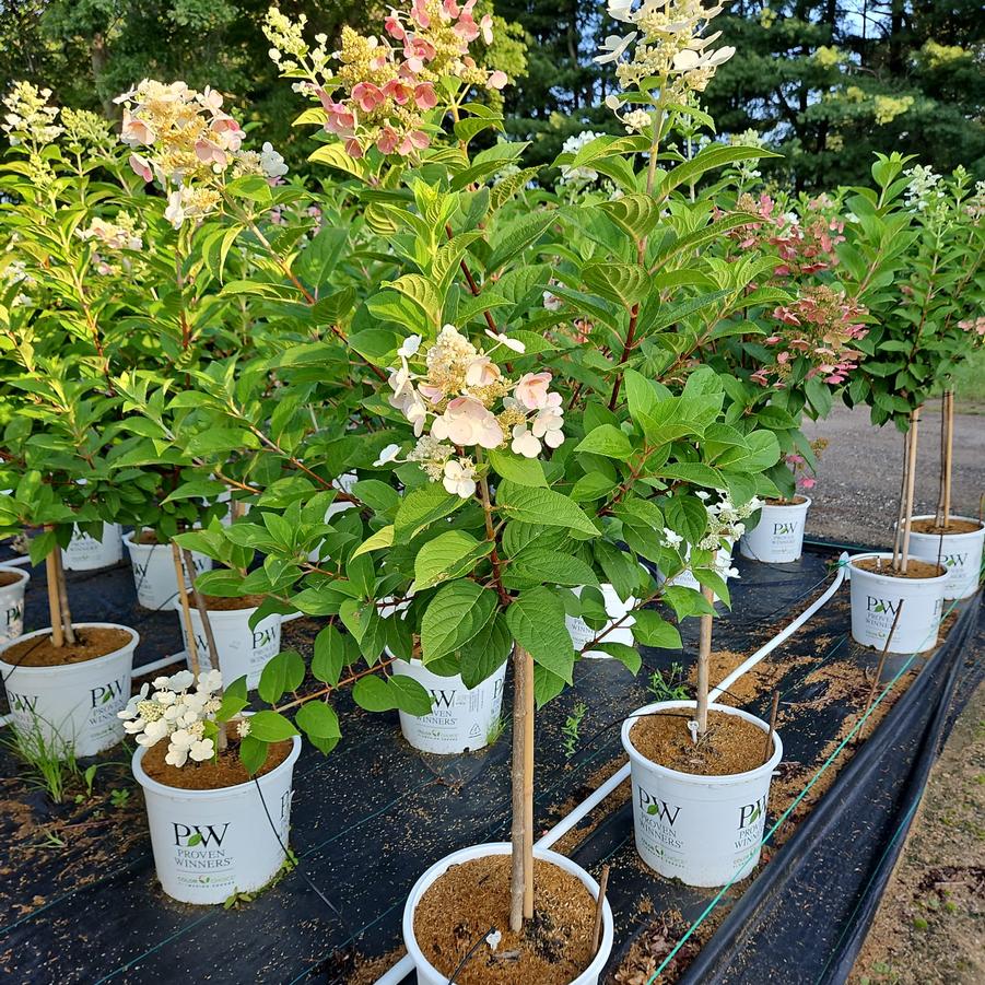 Hydrangea paniculata Quick Fire®
