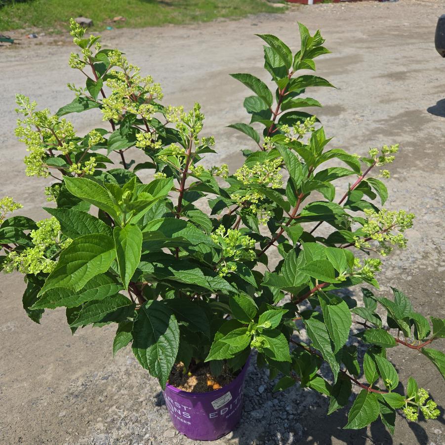 Hydrangea paniculata Vanilla Strawberry™