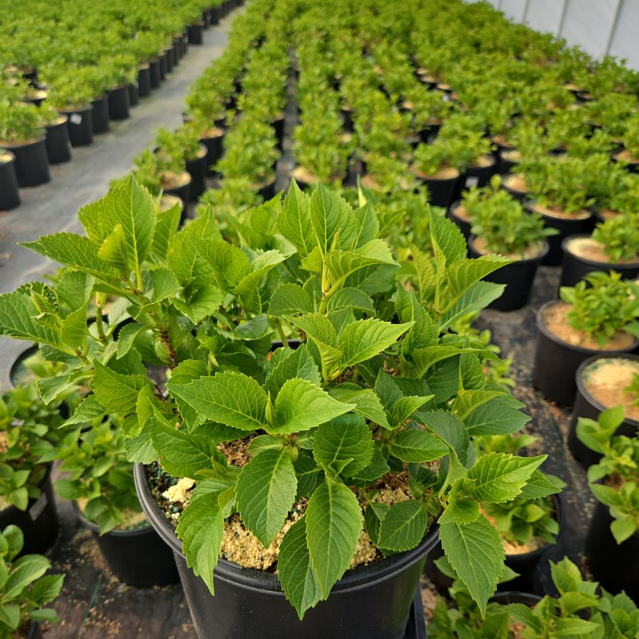 Hydrangea macrophylla Next Generation® Pistachio