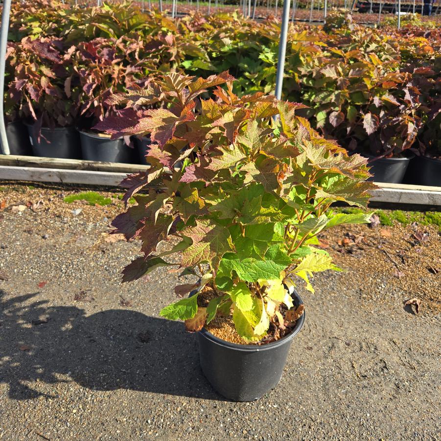 Hydrangea quercifolia Snow Queen™
