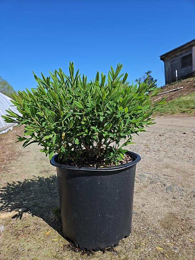 Hypericum frondosum 'Sunburst'