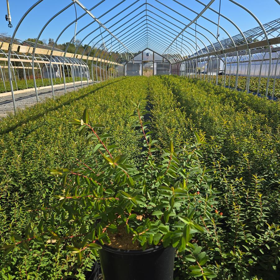 Hypericum patulum 'Hidcote'