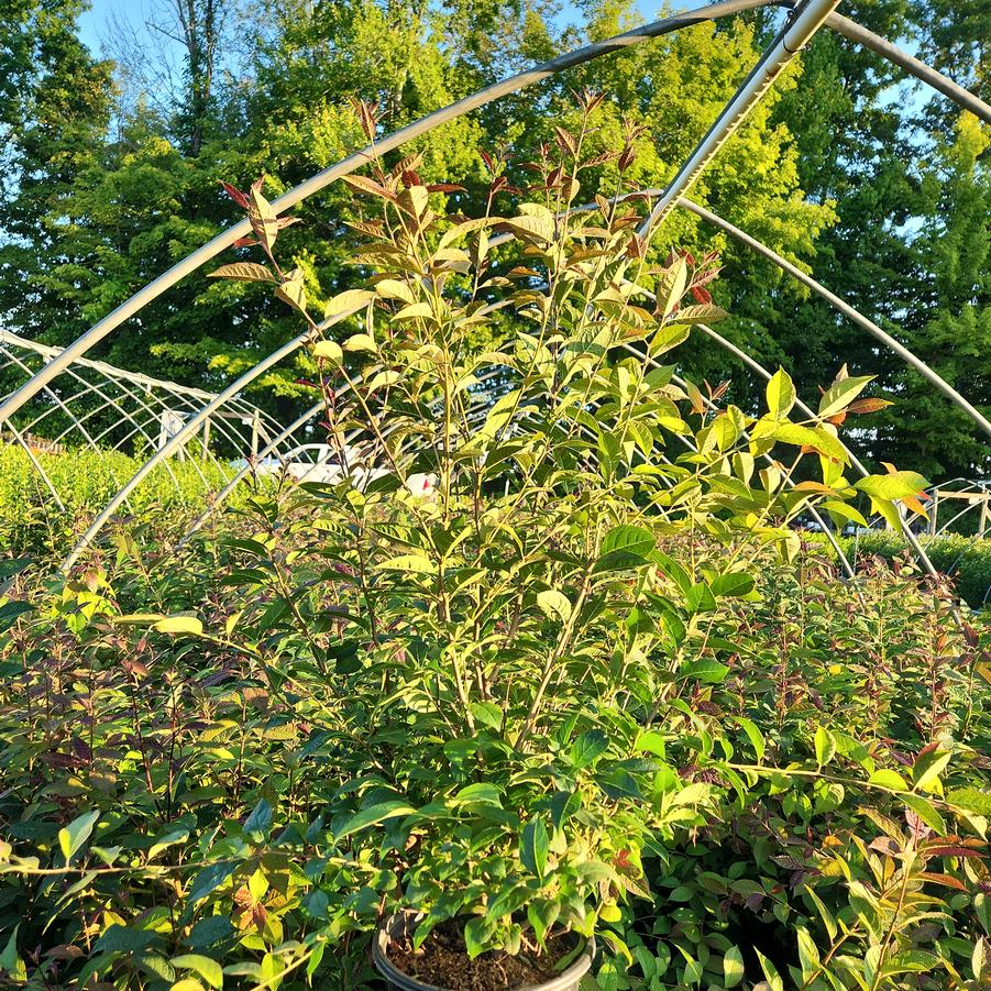 Ilex x 'Apollo'