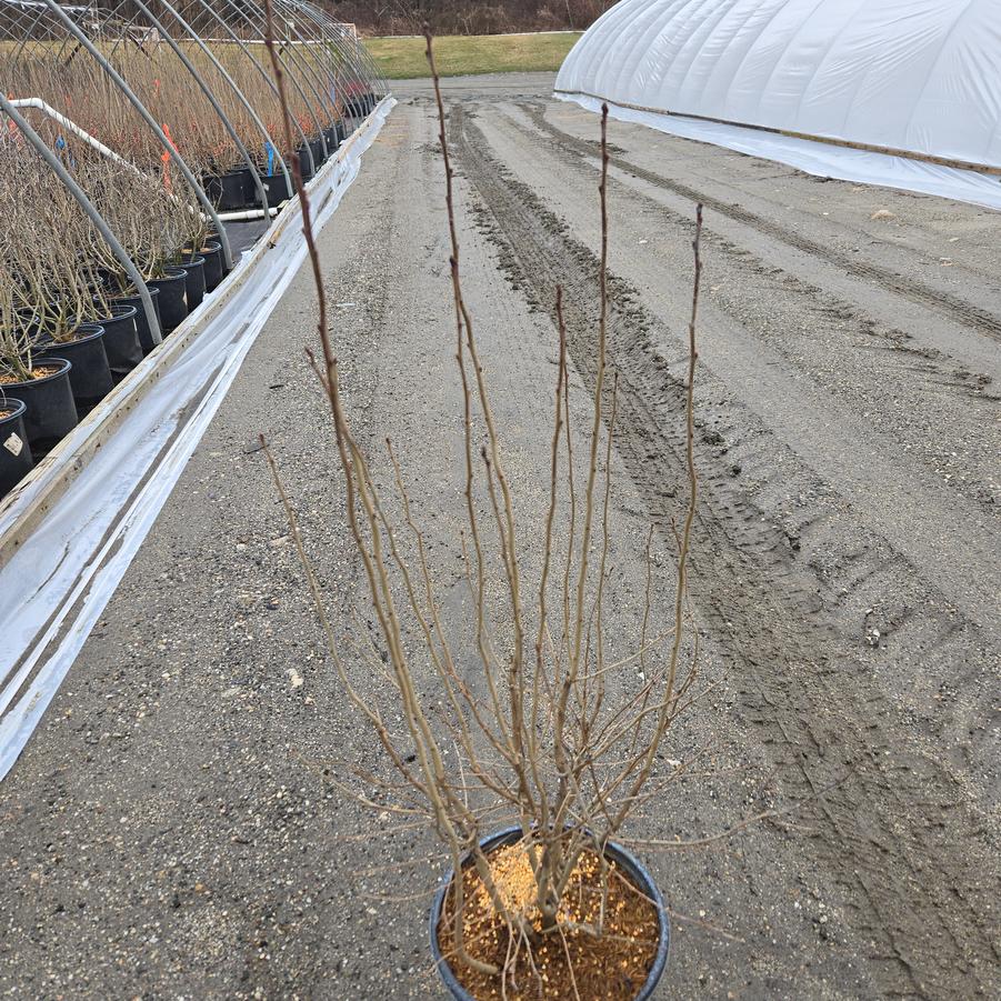 Ilex verticillata 'Jim Dandy'