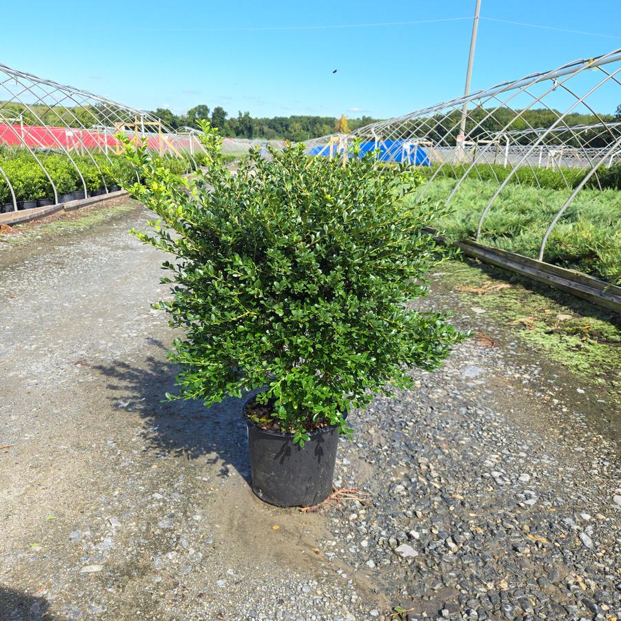 Ilex crenata 'Green Lustre'