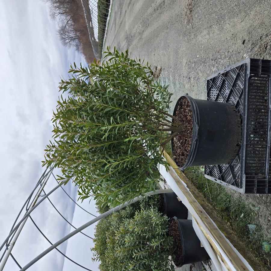 Ilex glabra 'Shamrock'