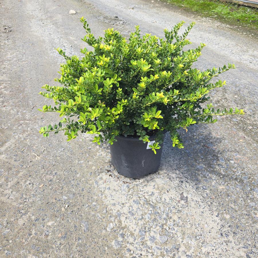 Ilex crenata 'Helleri'