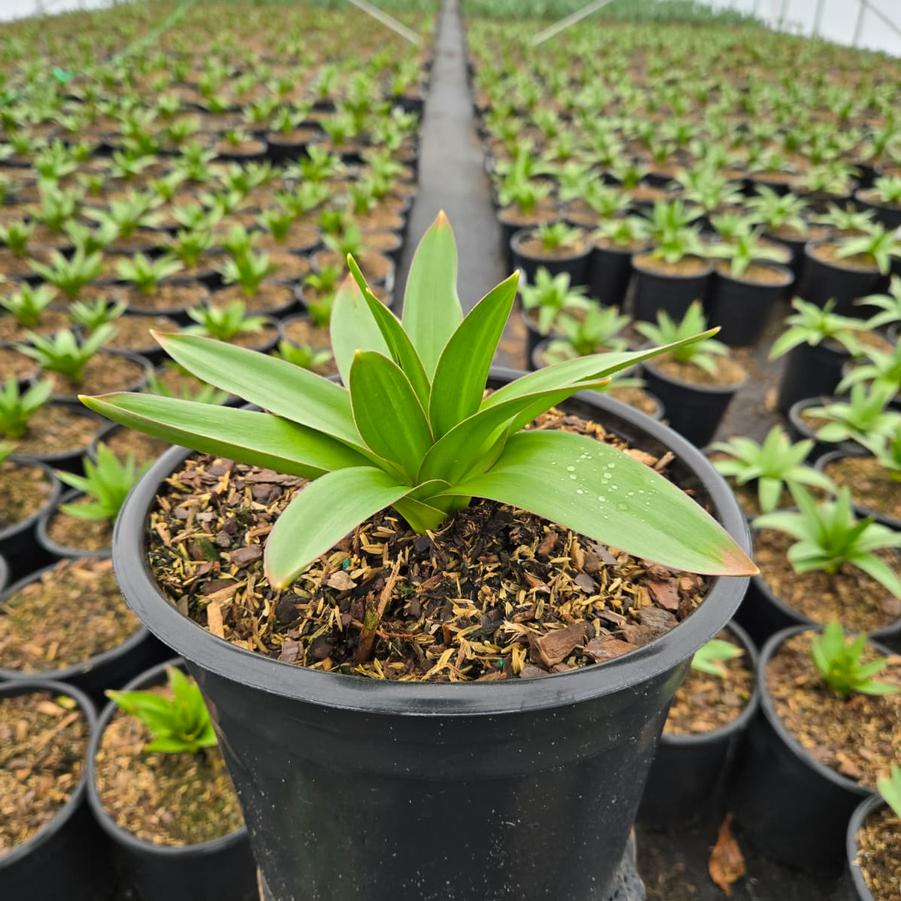 Allium x 'Globemaster'