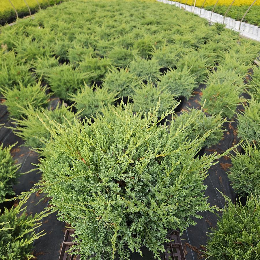 Juniperus c. Pfitzer Compacta