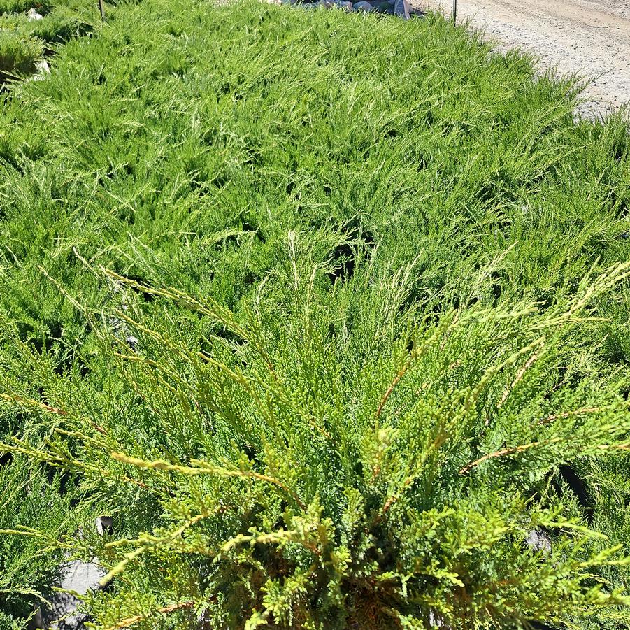 Juniperus chinensis Sea Green