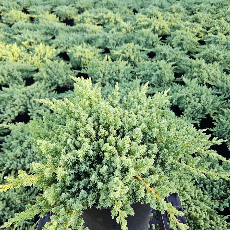 Juniperus procumbens 'Nana'