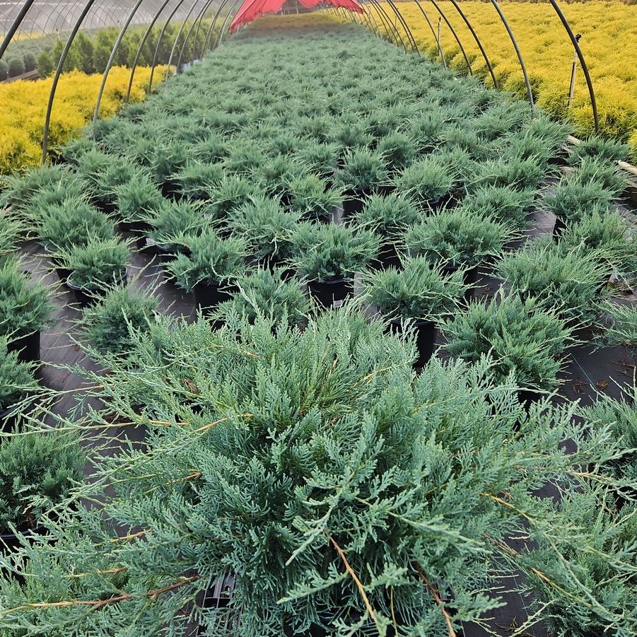 Juniperus virginiana 'Grey Owl'