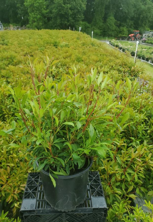 Kalmia latifolia 'Nipmuck'