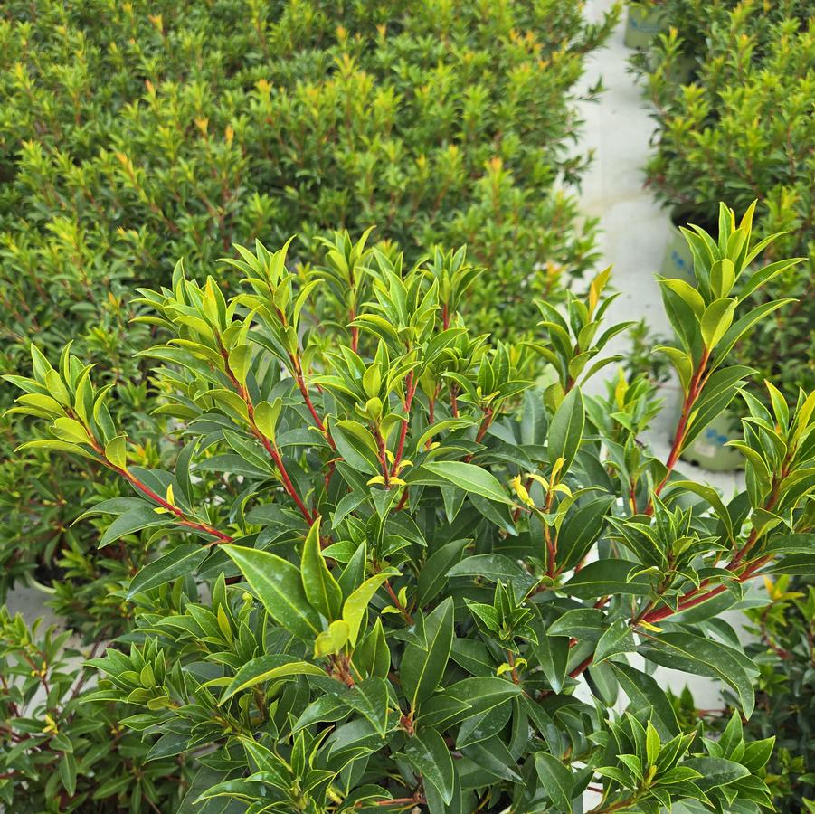 Kalmia latifolia Pink Charm