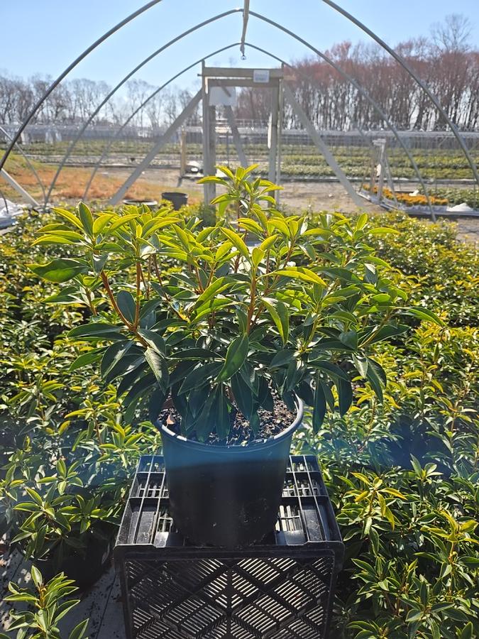 Kalmia latifolia 'Carousel'