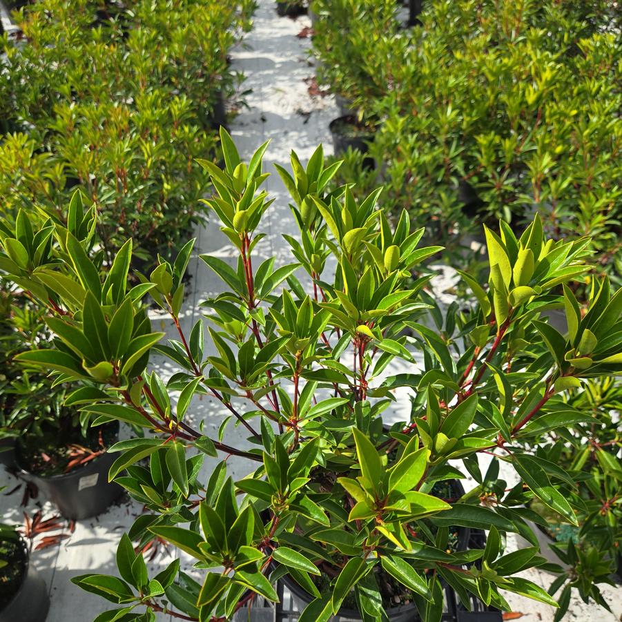 Kalmia latifolia Kaleidoscope