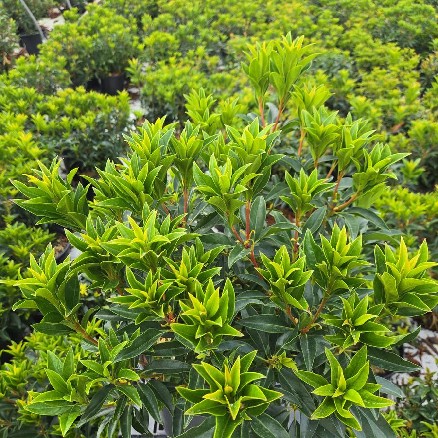 Kalmia latifolia Nathan Hale