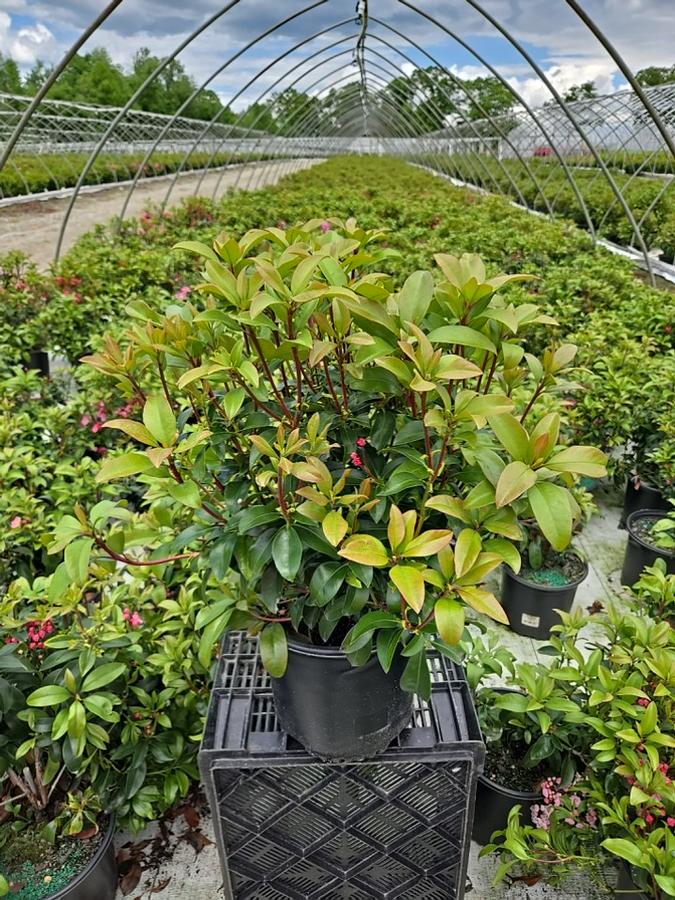Kalmia latifolia Pink Globe