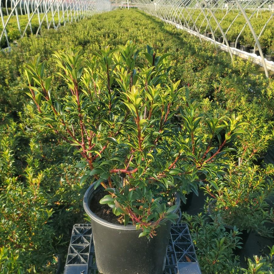Kalmia latifolia 'Tinkerbell'