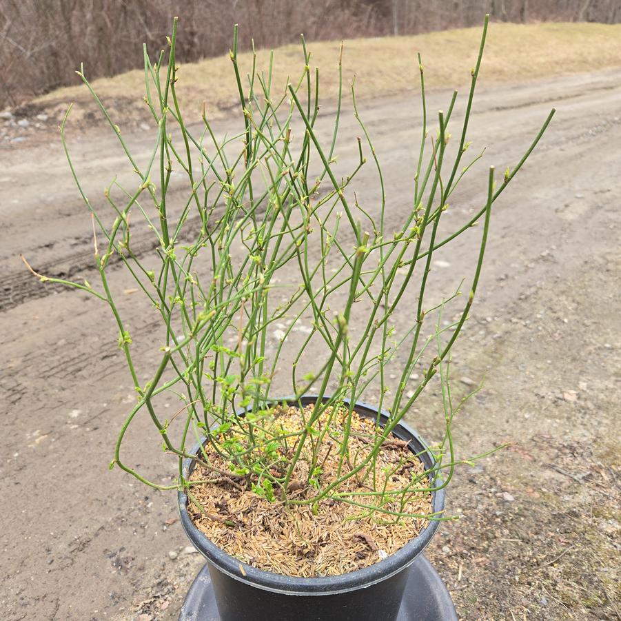 Kerria japonica 'Pleniflora'