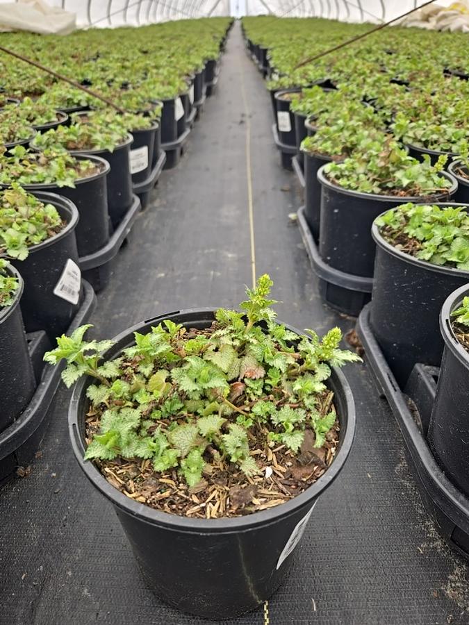 Lamium maculatum Orchid Frost