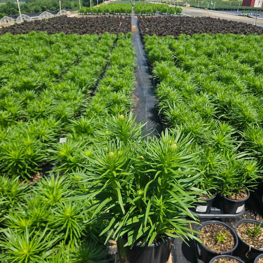Liatris spicata 'Kobold Original'