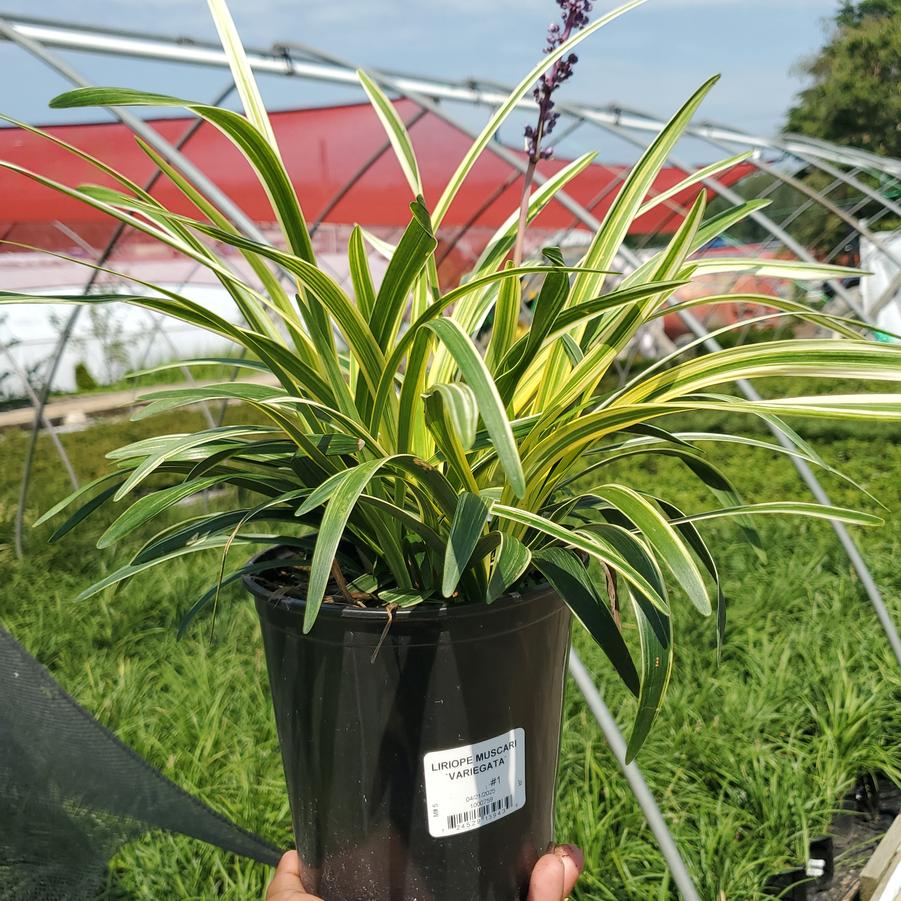 Liriope muscari 'Variegata'
