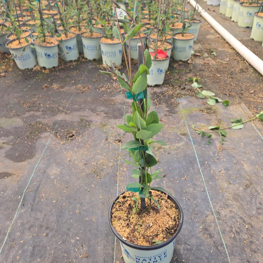 Lonicera sempervirens 'Major Wheeler'
