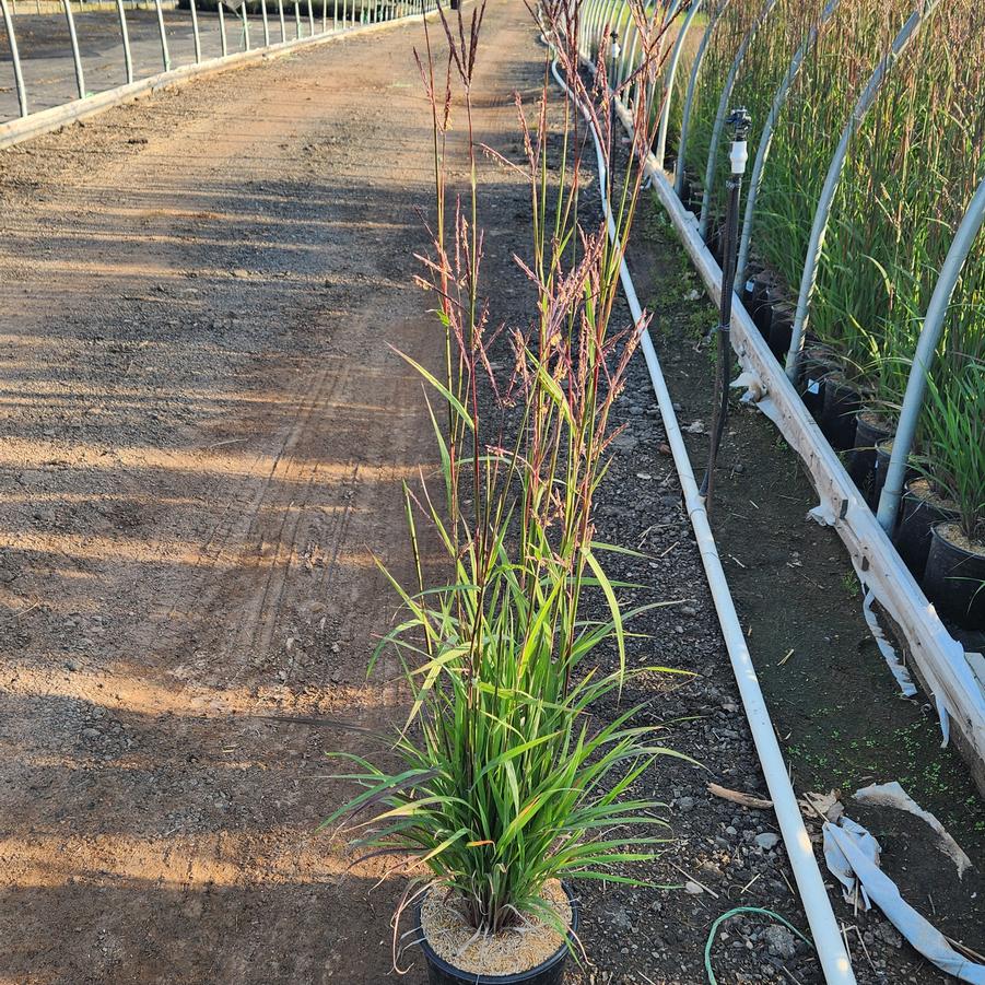 Andropogon gerardii Karl's Cousin®