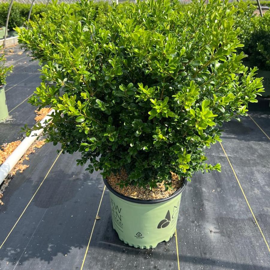 Buxus NewGen Independence®